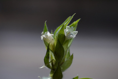 Asystasia mysorensis